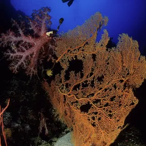 Scuba diver silhouette with seafan, Subergorgia mollis and s Scuba diver silhouette with seafan, Subergorgia mollis and s