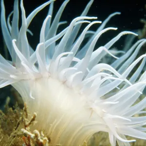 Sea Anemone Sea Anemone