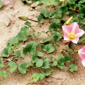 SEA BINDWEED - growing in sand SEA BINDWEED - growing in sand