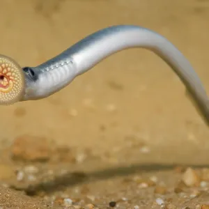 Sea Lamprey Sea Lamprey