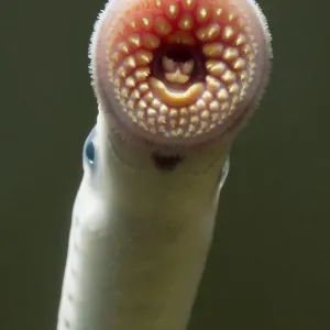 Sea Lamprey Sea Lamprey