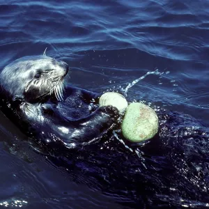 Sea Otter - breaking clam on a stone that it picked Sea Otter - breaking clam on a stone that it picked