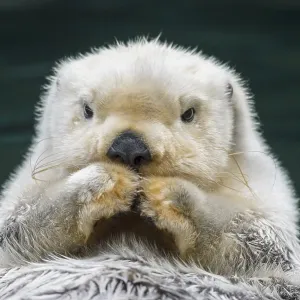 Sea Otter (Enhydra lutris) Sea Otter (Enhydra lutris)