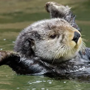 Sea Otter - stretching after short nap