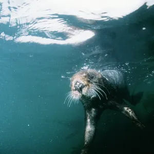 Sea Otter - underwater Sea Otter - underwater