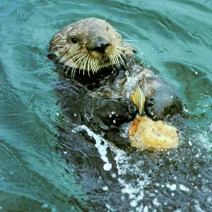 Sea Otter - Using tool to crack clam on rock