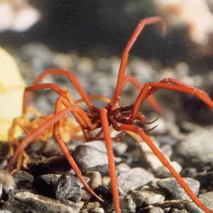 SEA SPIDER SEA SPIDER