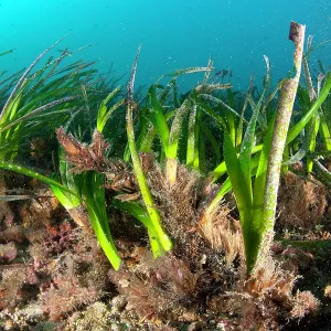 Seagrass Meadows, Posidonia Oceanica, Ischia Island, Italy Seagrass Meadows, Posidonia Oceanica, Ischia Island, Italy