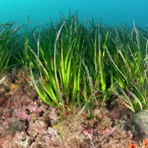 Seagrass Meadows, Posidonia Oceanica, Ischia Island, Italy Seagrass Meadows, Posidonia Oceanica, Ischia Island, Italy