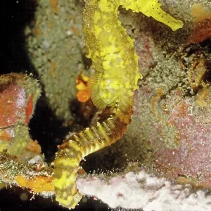 Seahorse Seahorse