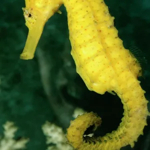 SEAHORSE SEAHORSE