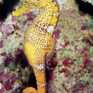SEAHORSE SEAHORSE