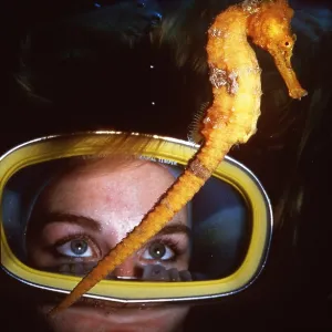 SEAHORSE - & Scuba Divers face SEAHORSE - & Scuba Divers face