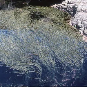 SEAWEED SEAWEED