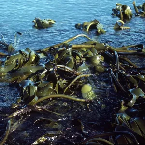 SEAWEED - Kelp SEAWEED - Kelp