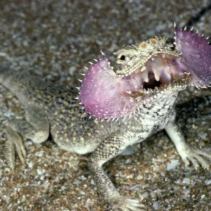 Secret Toad-Headed Agama - dispays being disturbed Secret Toad-Headed Agama - dispays being disturbed