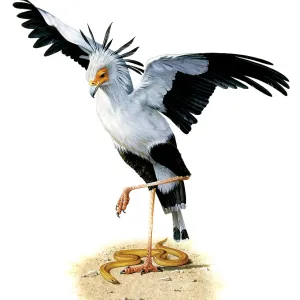 Secretary Bird Secretary Bird