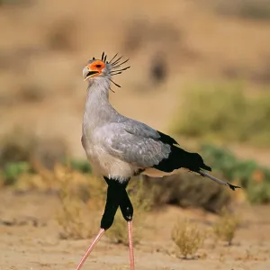 SECRETARY BIRD - side profile SECRETARY BIRD - side profile