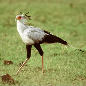 SECRETARY BIRD - walking on grass SECRETARY BIRD - walking on grass