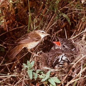 SEDGE WARBLER - with Cuckoo in nest SEDGE WARBLER - with Cuckoo in nest