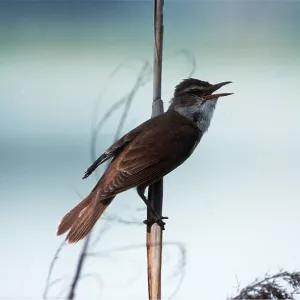 SEDGE WARBLER - singing SEDGE WARBLER - singing