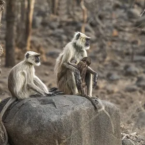 Semnopithecus, Ranthambore National Park, India Semnopithecus, Ranthambore National Park, India