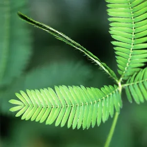 Sensitive Plant / Sleeping Grass - close-up Sensitive Plant / Sleeping Grass - close-up