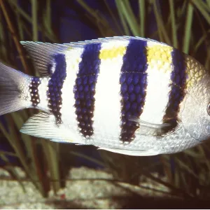 SERGEANT MAJOR FISH SERGEANT MAJOR FISH