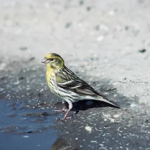 SERIN - near edge of water