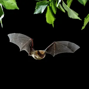 Serotine Bat in flight at night Serotine Bat in flight at night