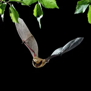 Serotine Bat in flight at night Serotine Bat in flight at night
