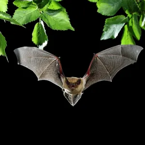 Serotine Bat in flight at night Serotine Bat in flight at night