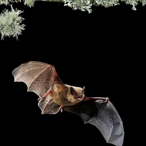 Serotine Bat in flight at night Serotine Bat in flight at night