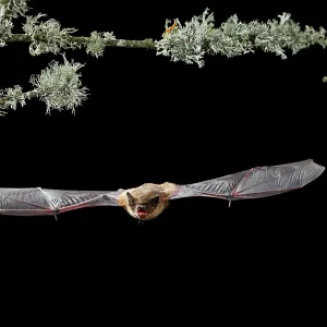 Serotine Bat in flight at night Serotine Bat in flight at night