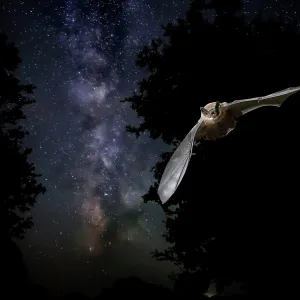 Serotine Bat in flight at night with the Milky Way Serotine Bat in flight at night with the Milky Way