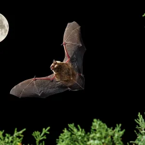 Serotine Bat in flight at night with the Moon in background Serotine Bat in flight at night with the Moon in background