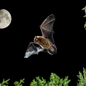 Serotine Bat in flight at night with the Moon in background Serotine Bat in flight at night with the Moon in background