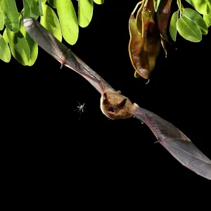 Serotine Bat in flight at night with prey Serotine Bat in flight at night with prey