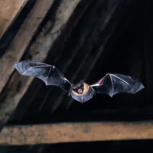 Serotine Bat - in flight in rafters Serotine Bat - in flight in rafters