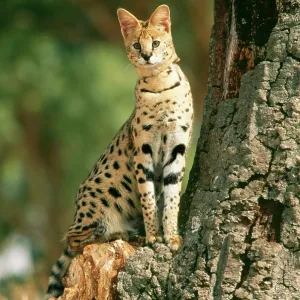 SERVAL - SITTING BY TREE SERVAL - SITTING BY TREE