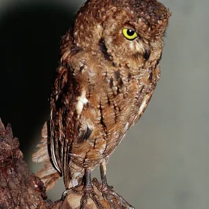 Seychelles Bare-legged SCOPS OWL Seychelles Bare-legged SCOPS OWL