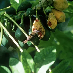 SEYCHELLES FODY - EATING FRUIT SEYCHELLES FODY - EATING FRUIT