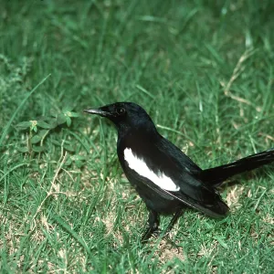 Seychelles MAGPIE-ROBIN Seychelles MAGPIE-ROBIN