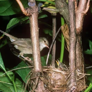 Seychelles Warbler - at nest with chick Seychelles Warbler - at nest with chick