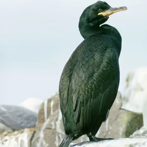 SHAG - ON CLIFF SHAG - ON CLIFF