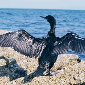 SHAG - drying wings SHAG - drying wings