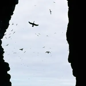 SHAGS - IN BREEDING CAVE SHAGS - IN BREEDING CAVE
