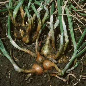 SHALLOTS SHALLOTS