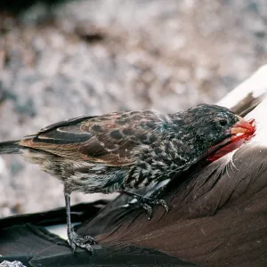 Sharp-beaked Ground Finch - feeding off a live Masked Booby