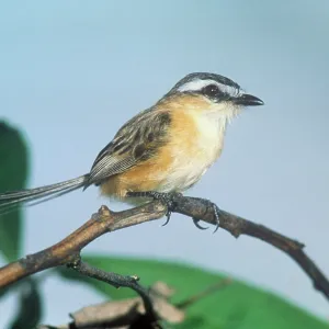 Sharp-tailed TYRANT